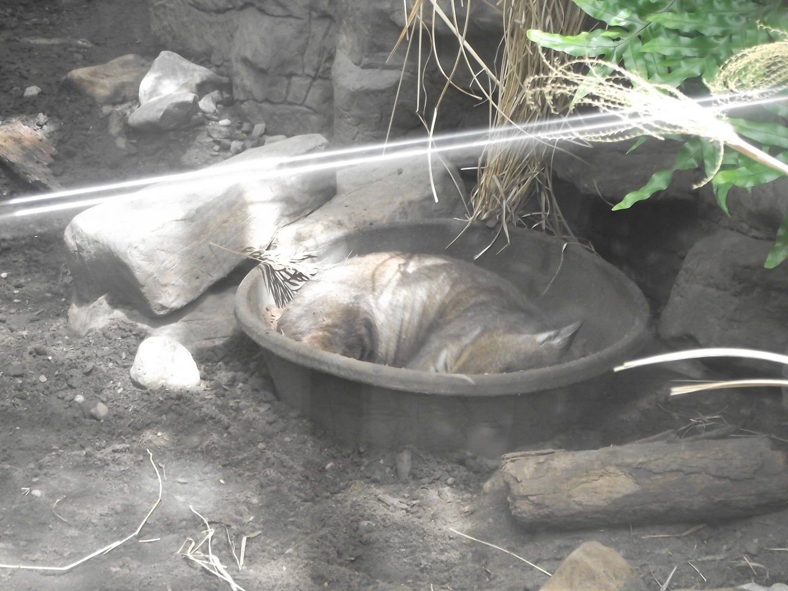 Southern Hairy Nosed Wombat