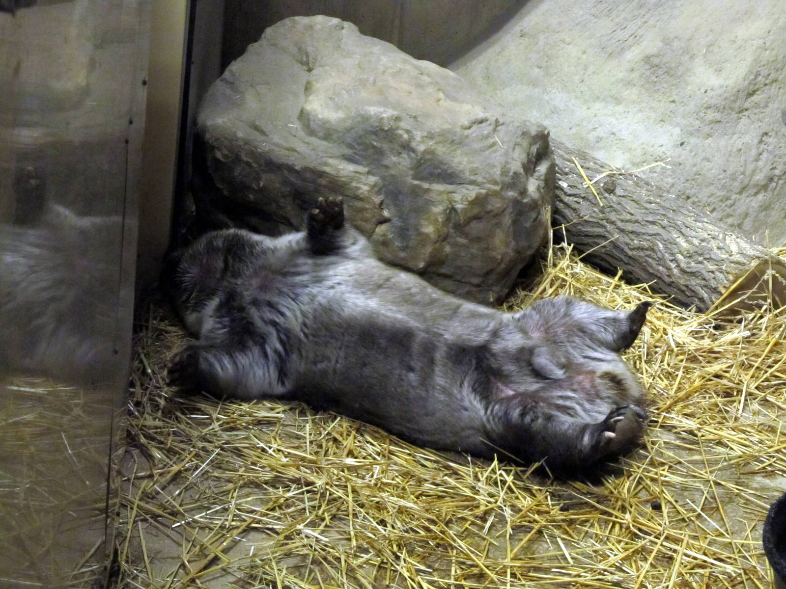 Southern Hairy-nosed Wombat