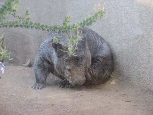 Southern Hairy-Nosed Wombat