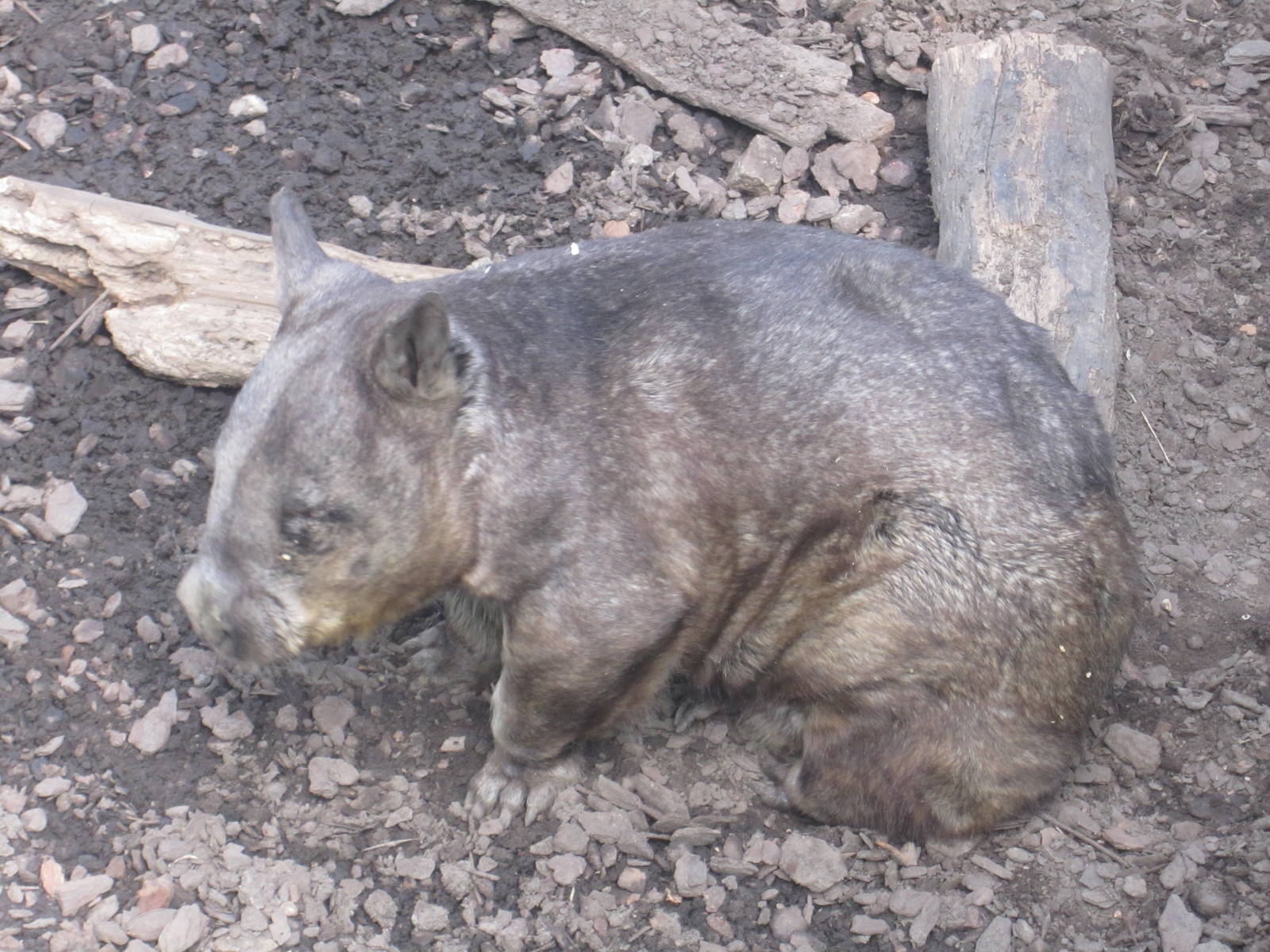 Southern Hairy Nosed Wombat