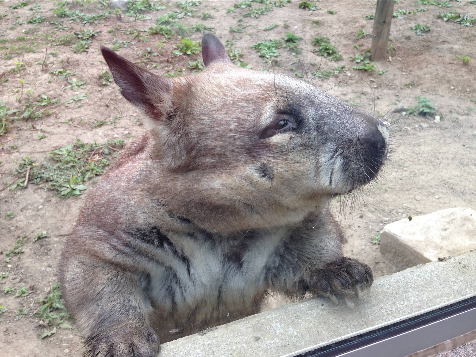 Southern Hairy Nosed Wombat