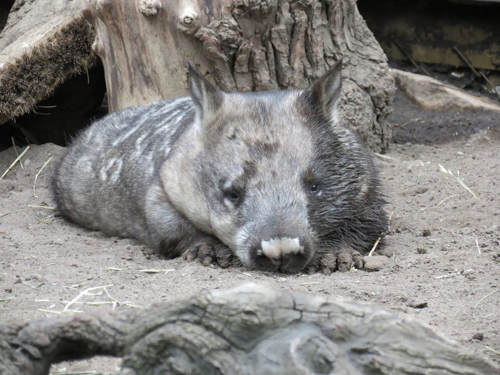 Southern Hairy-nosed Wombat