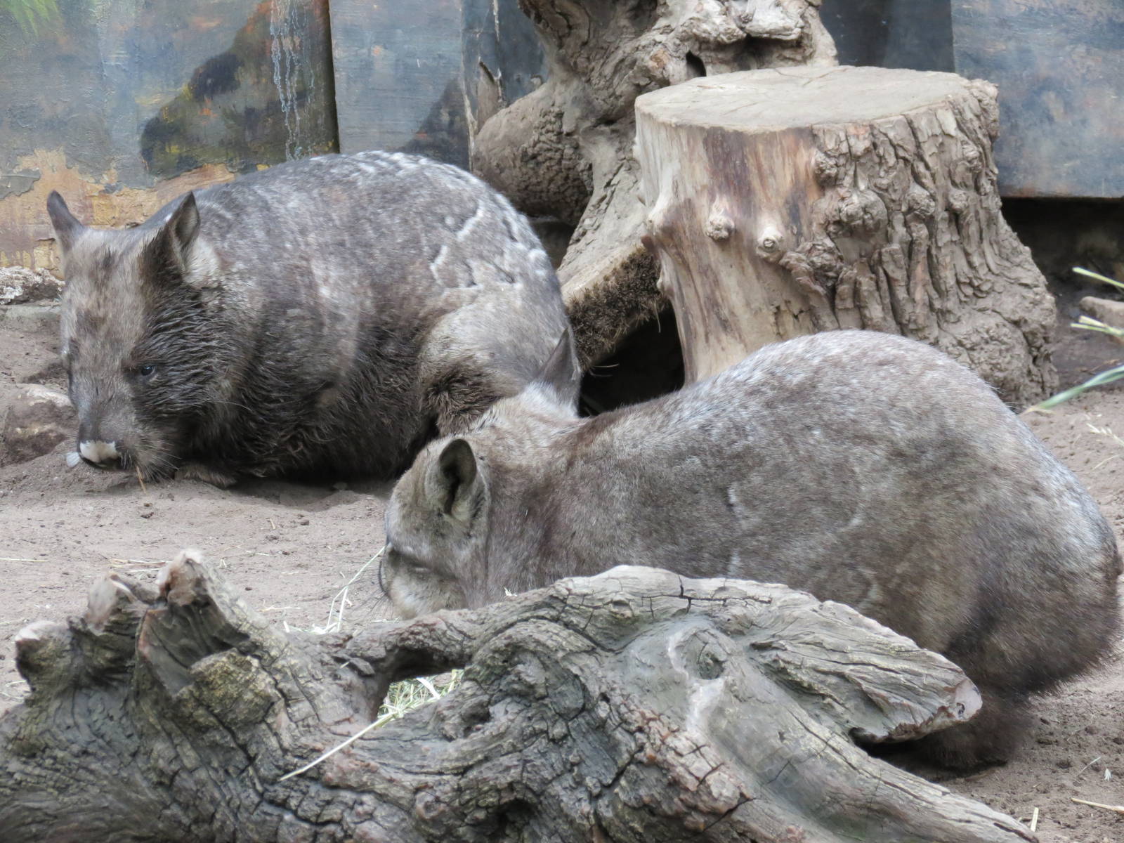 Southern Hairy-nosed Wombat