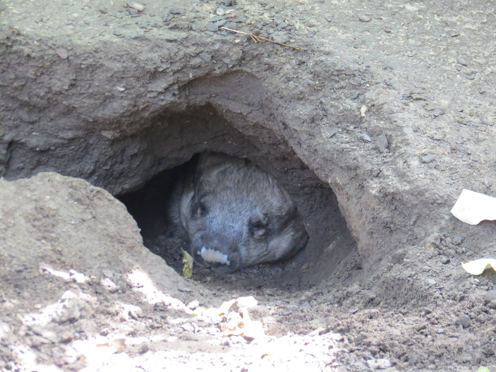 Southern Hairy-nosed Wombat