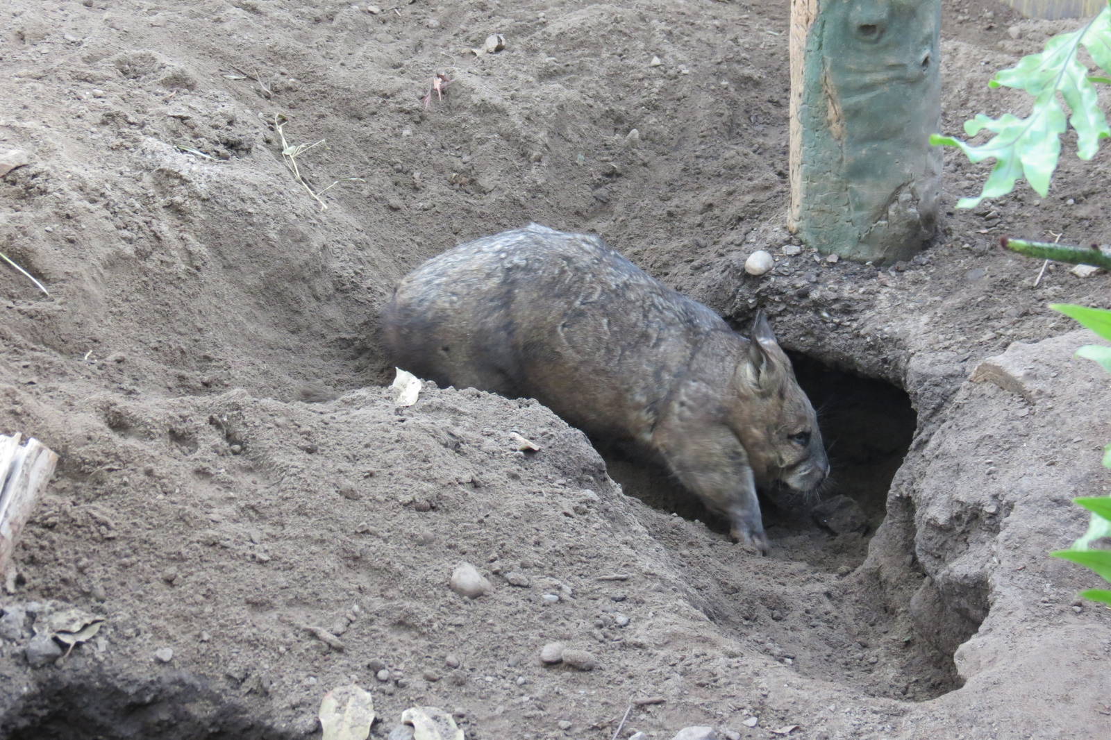 Southern Hairy-nosed Wombat
