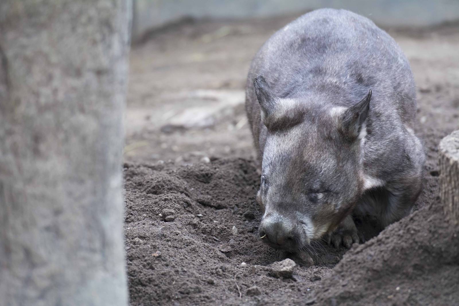 Southern Hairy-Nosed Wombat