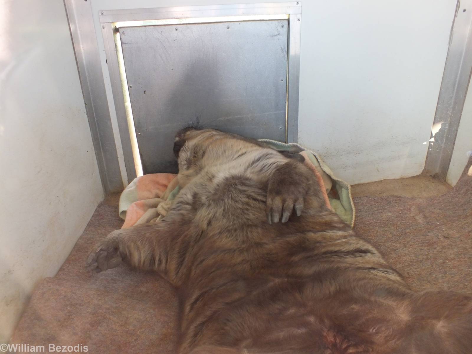 Southern Hairy-nosed Wombat