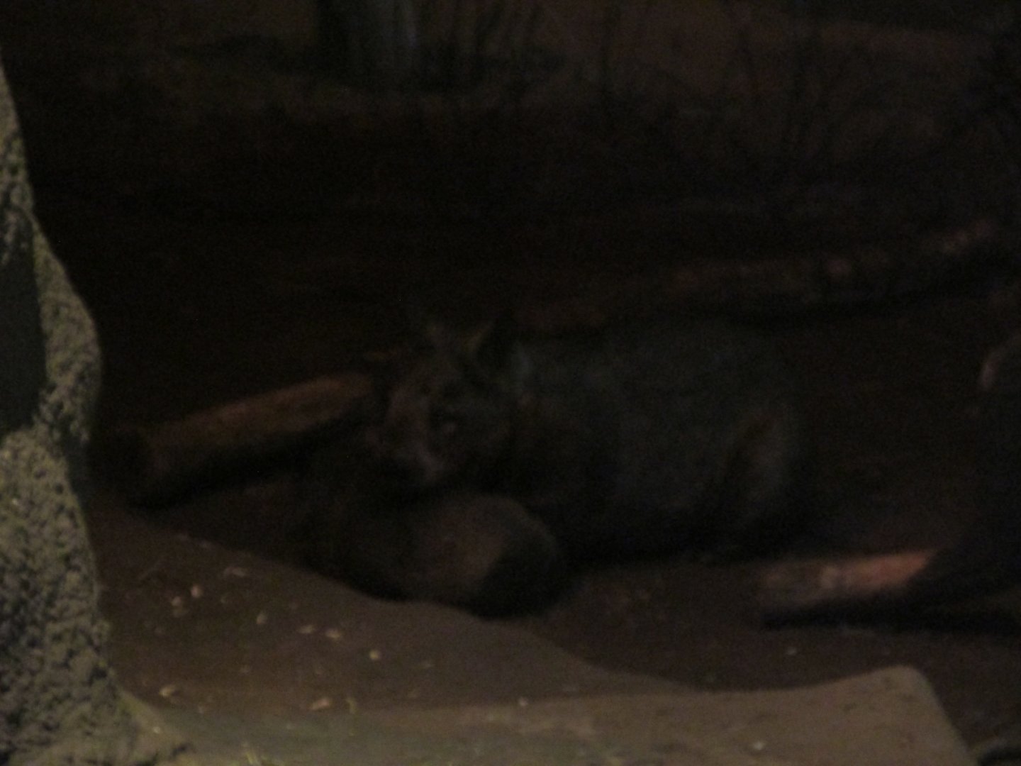 southern hairy nosed wombat