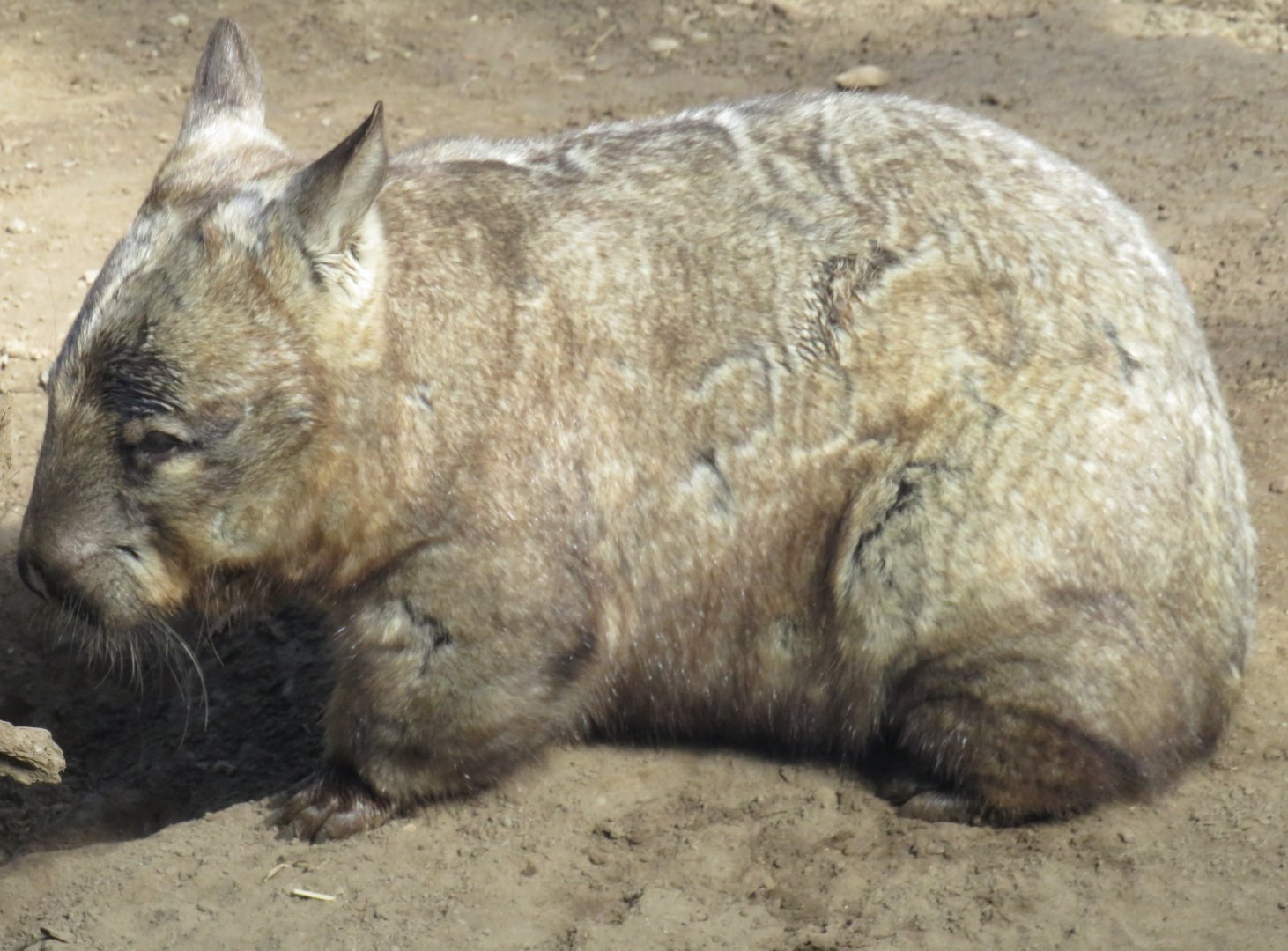 Southern hairy-nosed wombat