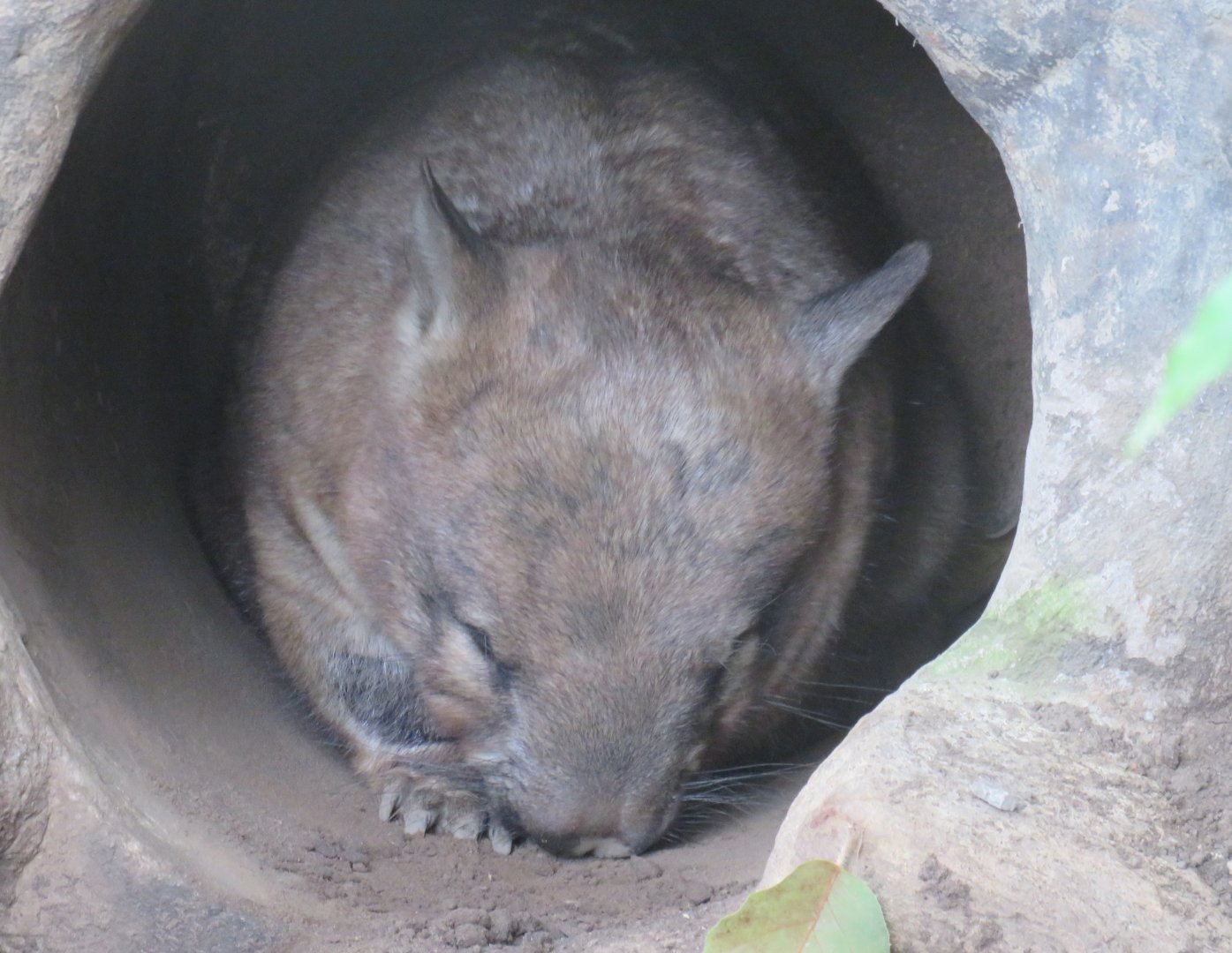 Southern hairy-nosed wombat