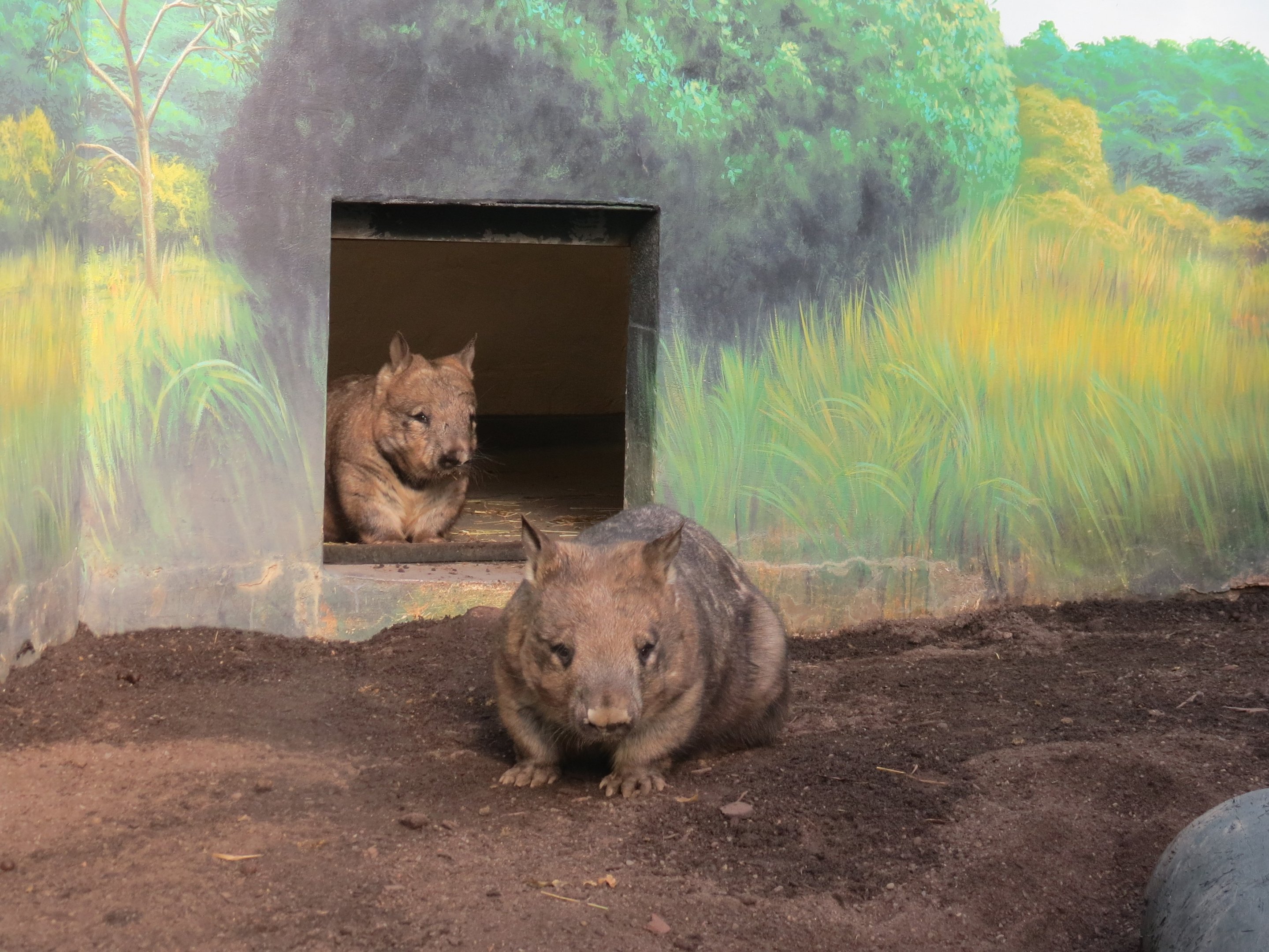 Southern Hairy-nosed Wombat