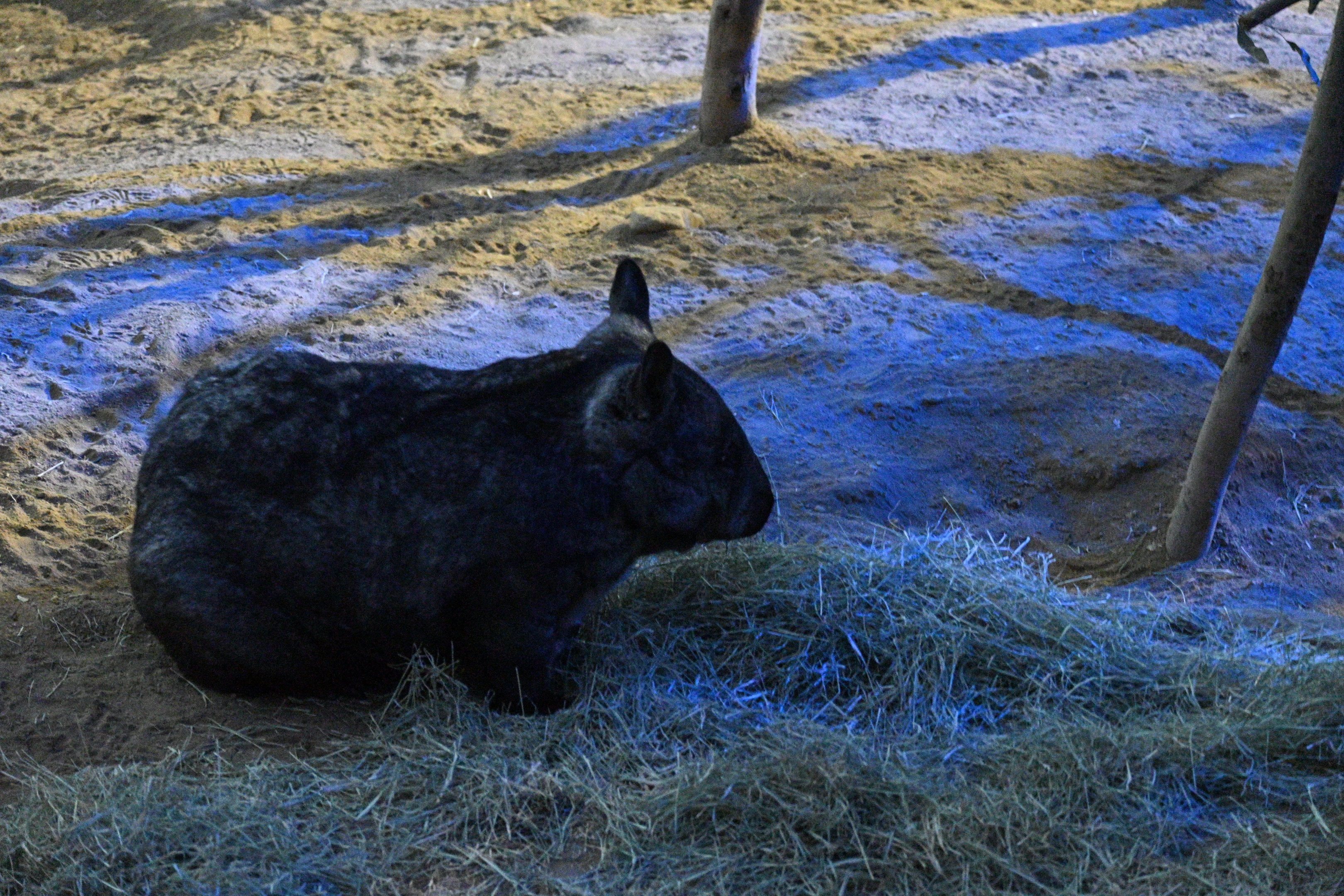 Southern Hairy Nosed Wombat