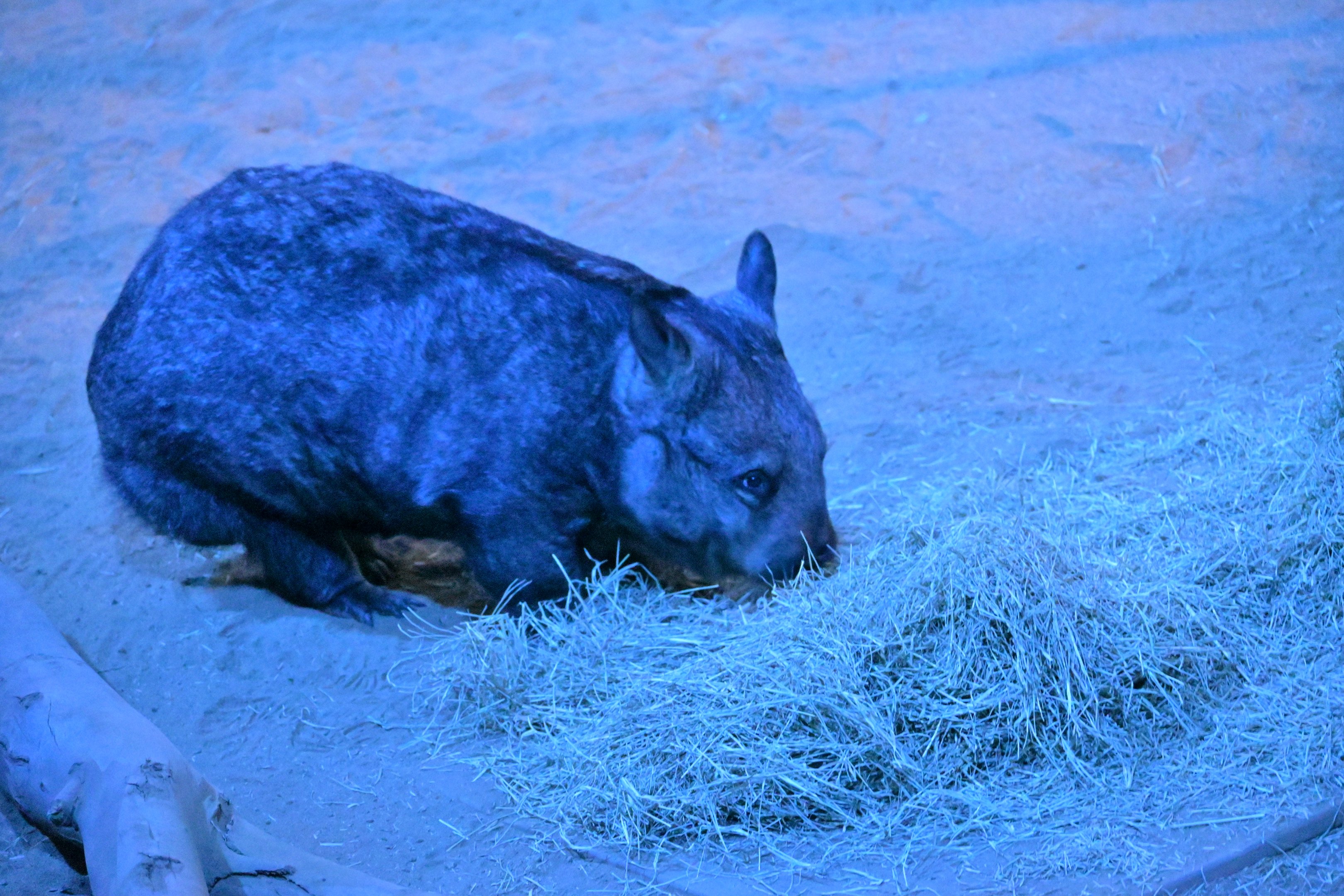 Southern Hairy Nosed Wombat