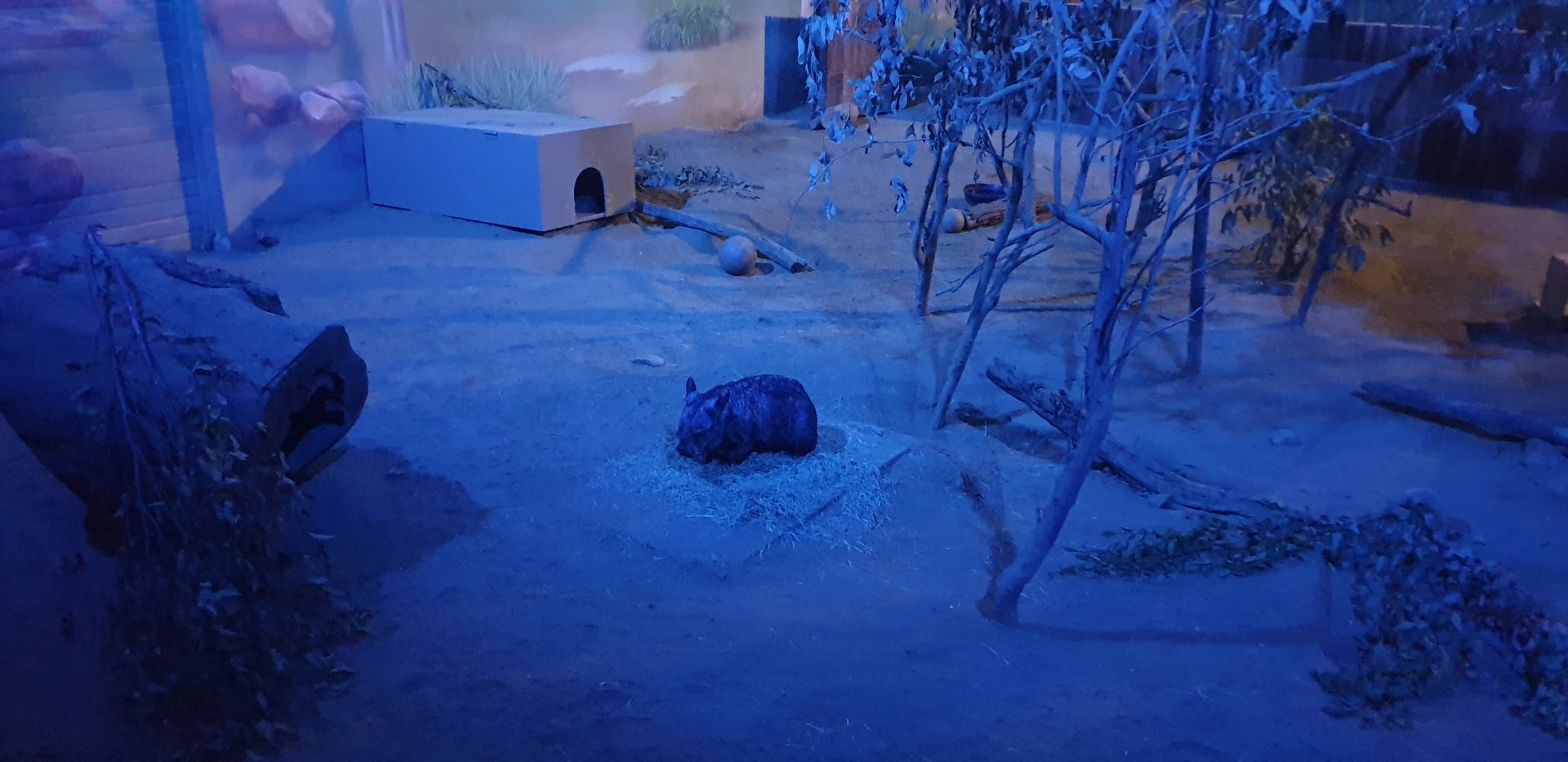 Southern Hairy-nosed Wombat