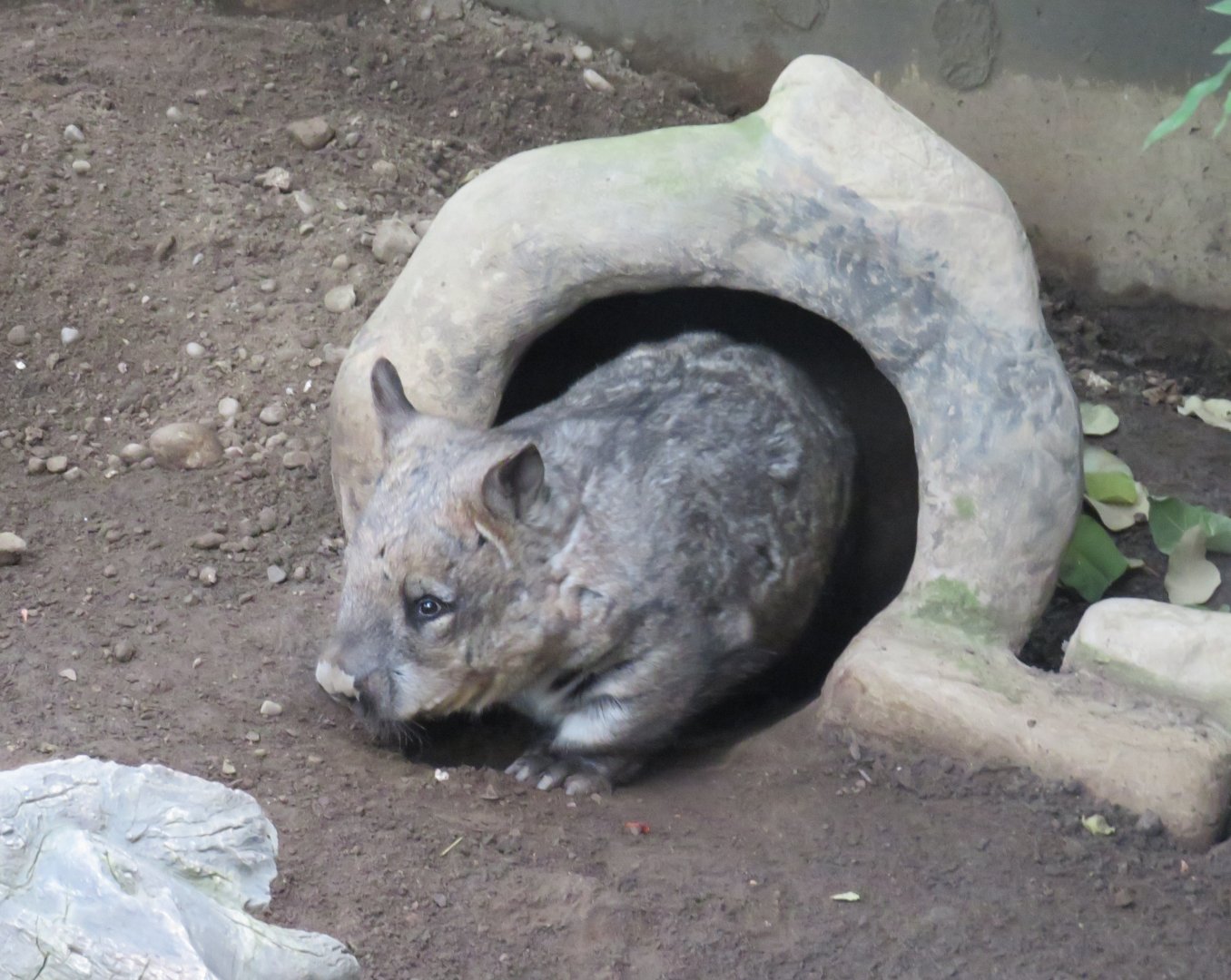 Southern hairy-nosed wombat