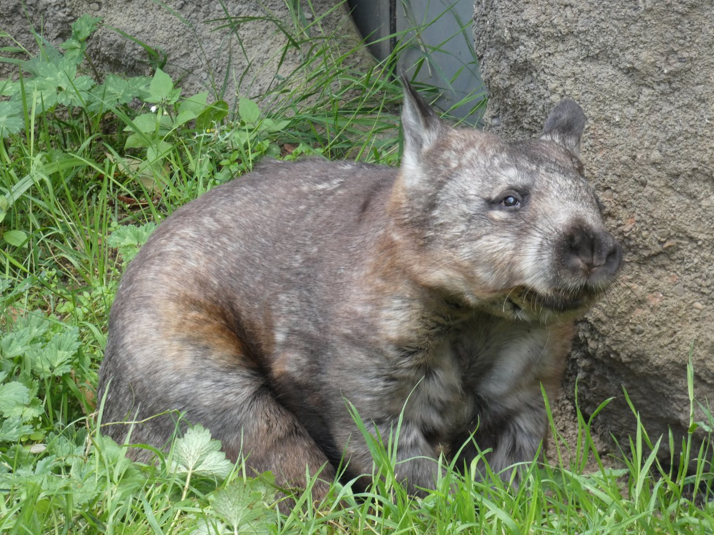 Southern Hairy-nosed Wombat