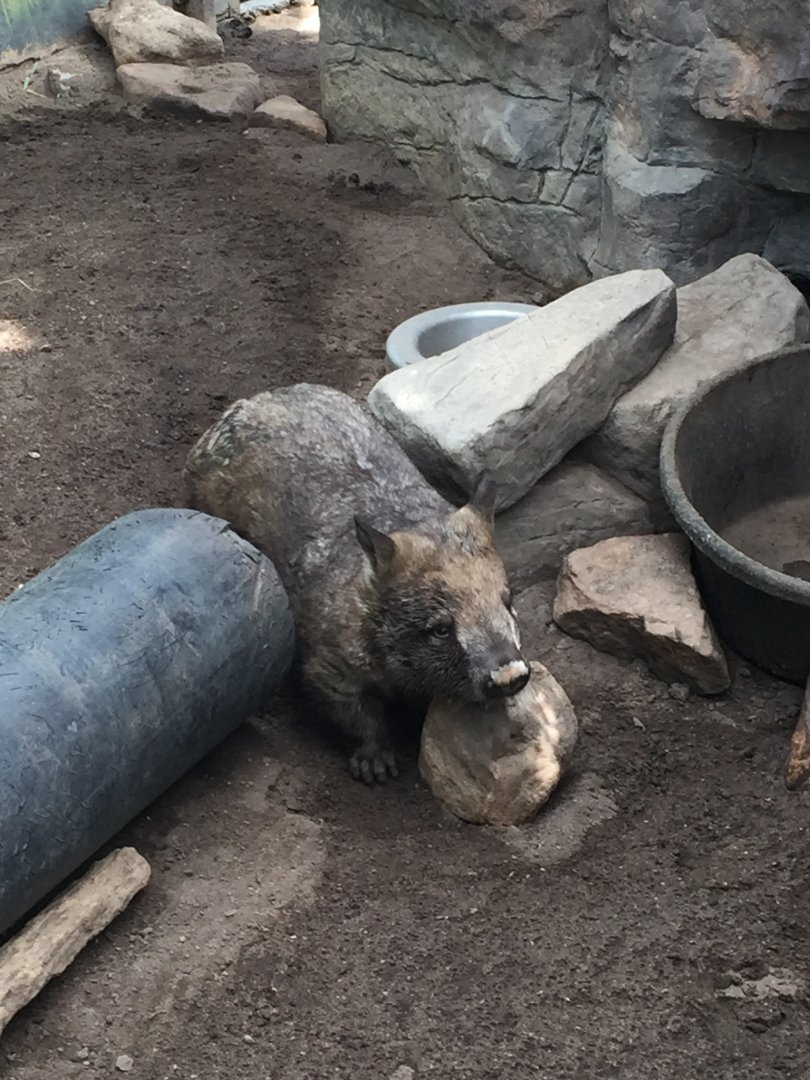 Southern Hairy Nosed Wombat