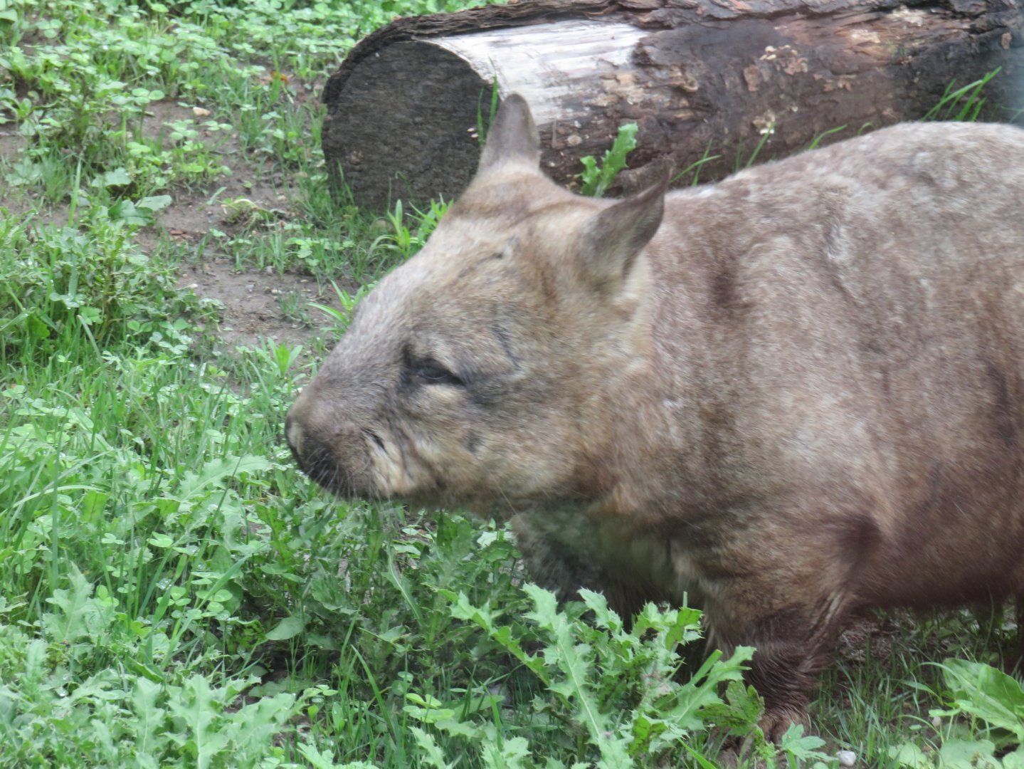 Southern hairy-nosed wombat