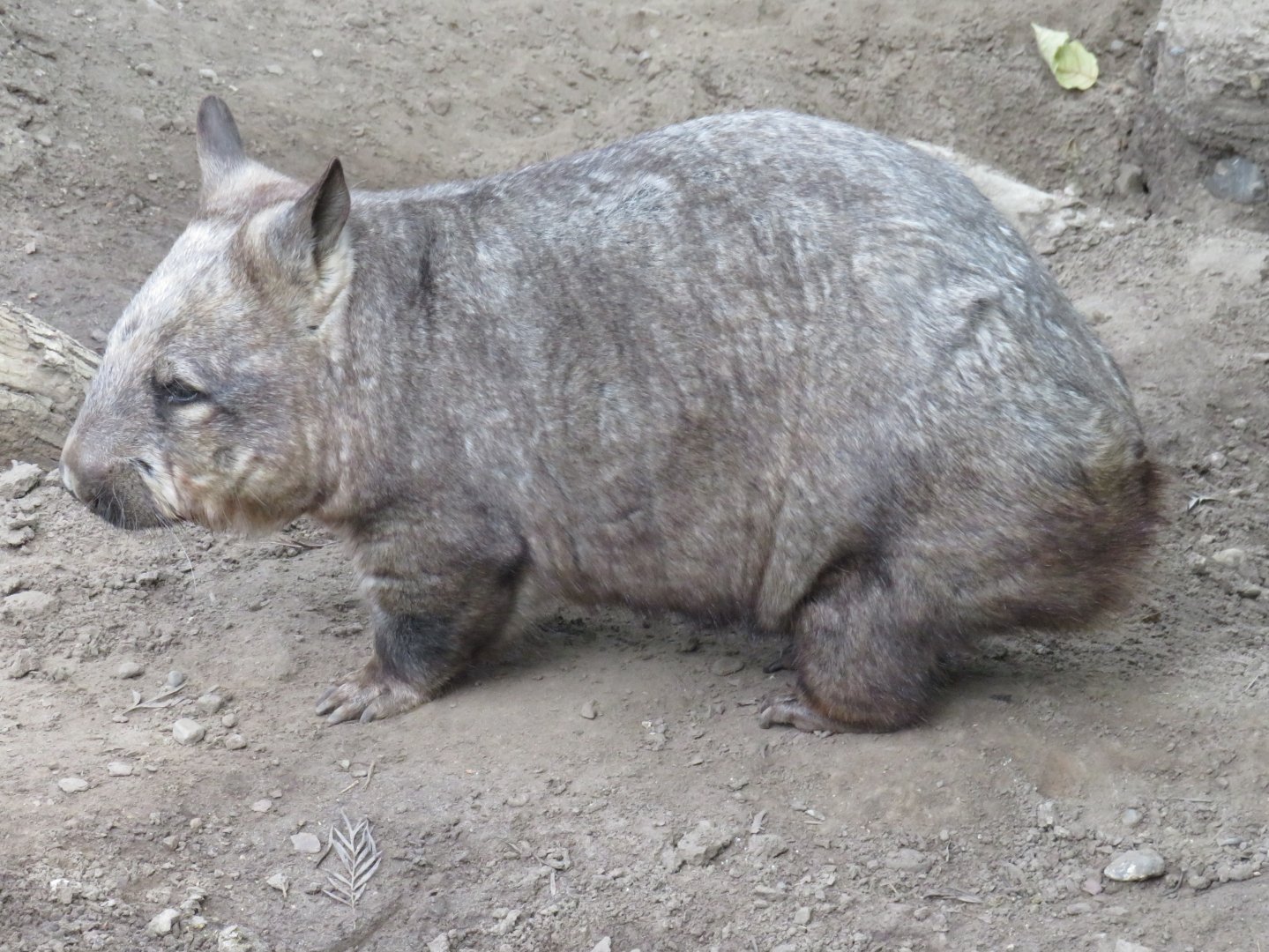 Southern hairy-nosed wombat