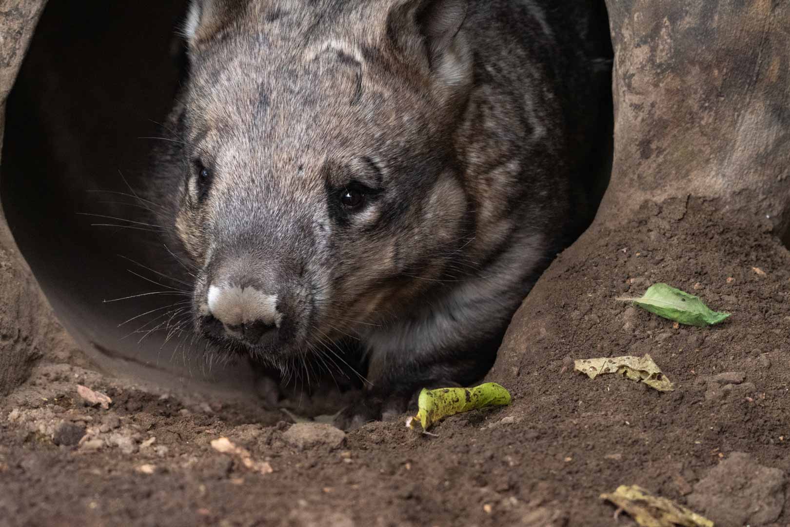 Southern Hairy-Nosed Wombat