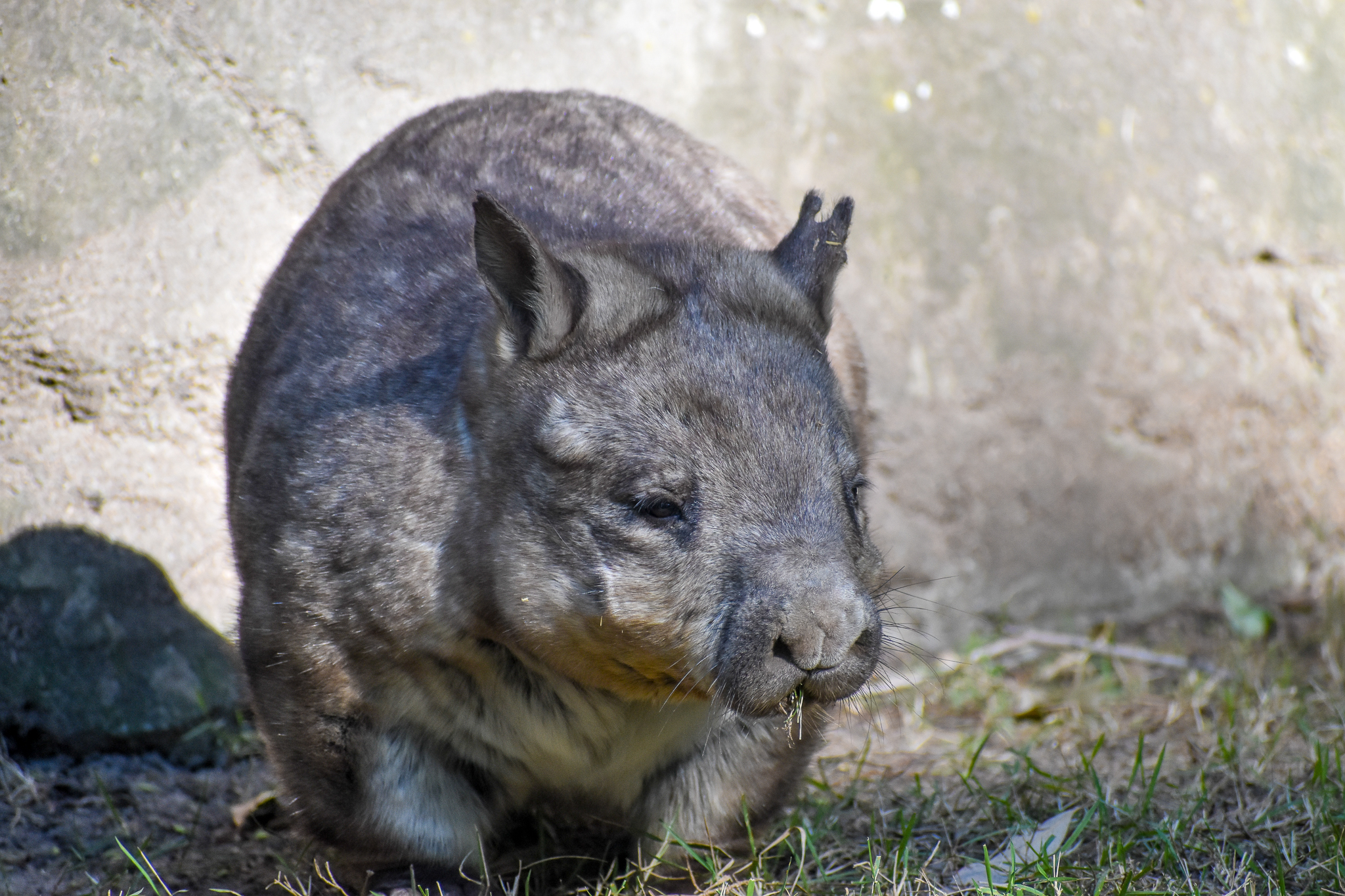 Southern Hairy-nosed Wombat
