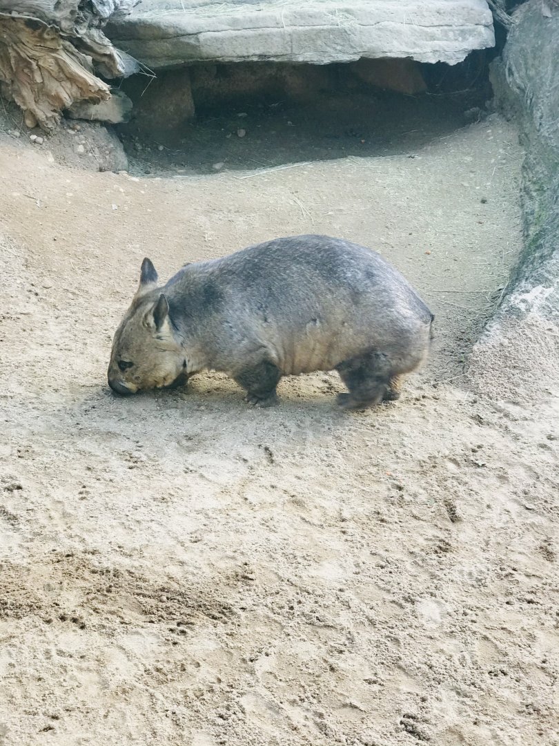Southern Hairy Nosed Wombat