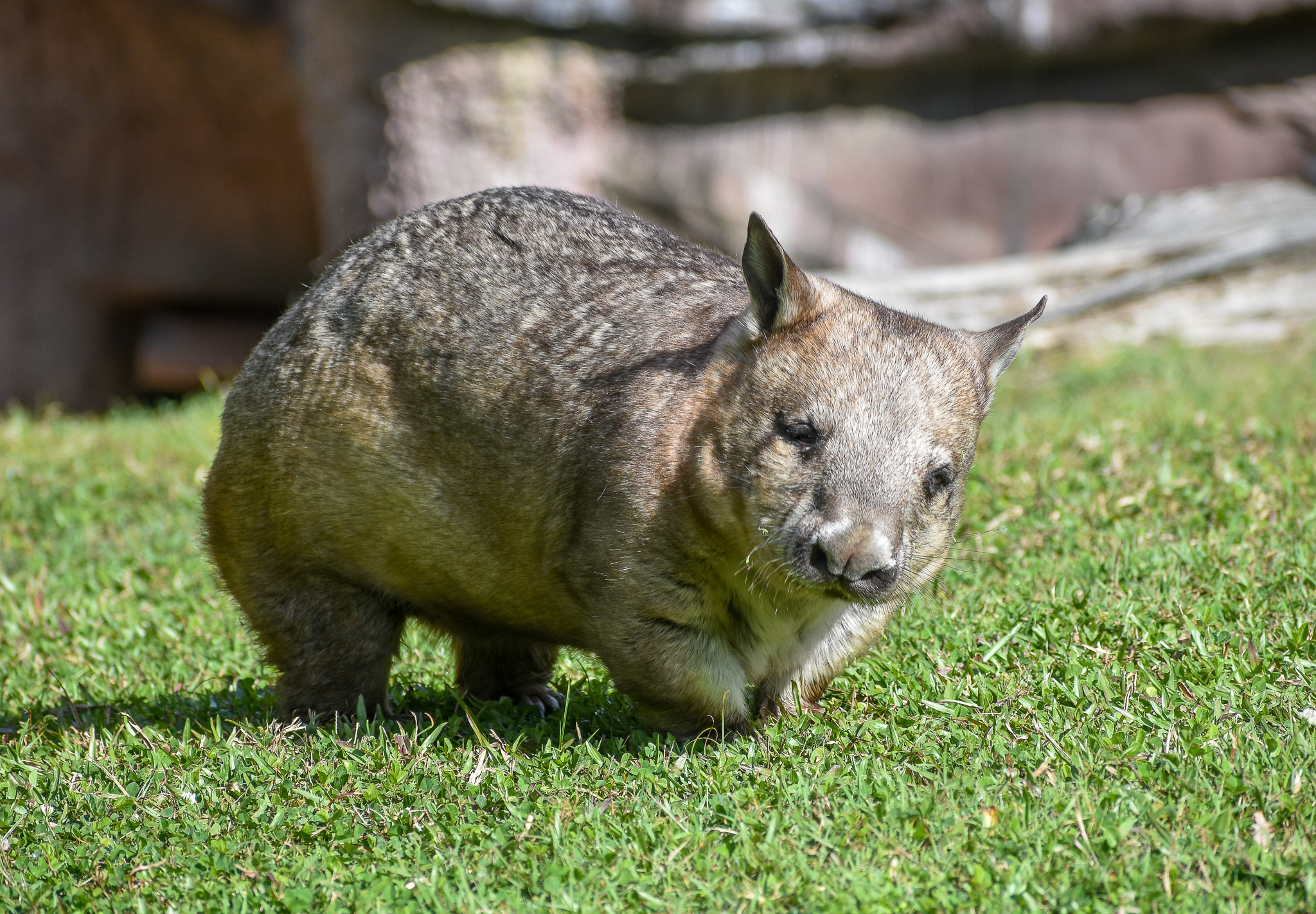 Southern Hairy-nosed Wombat