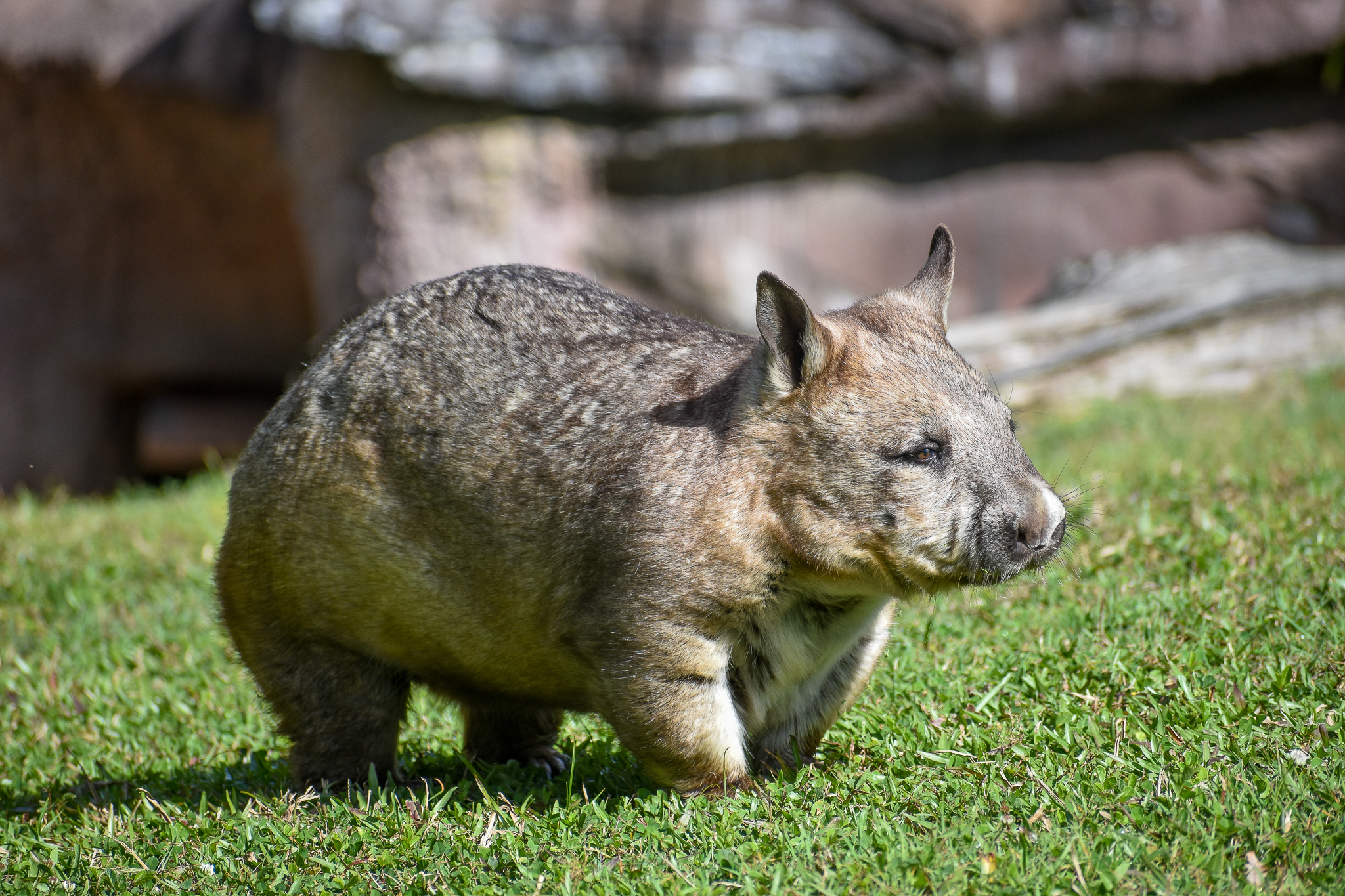 Southern Hairy-nosed Wombat