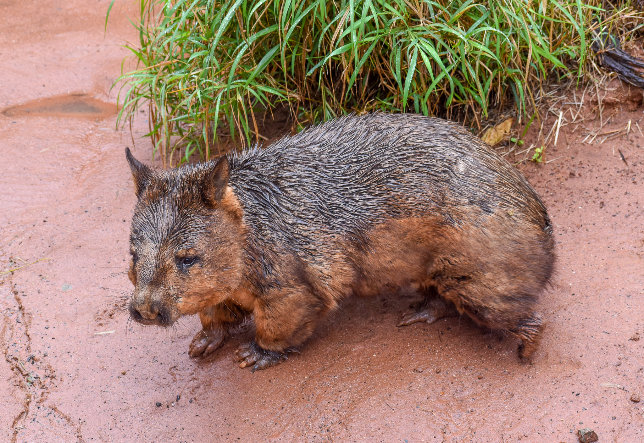 Southern Hairy-nosed Wombat