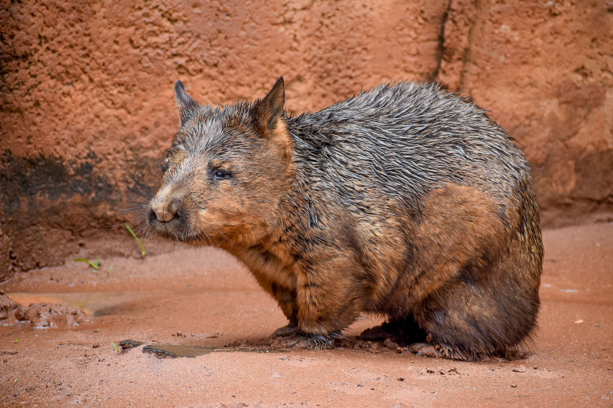 Southern Hairy-nosed Wombat
