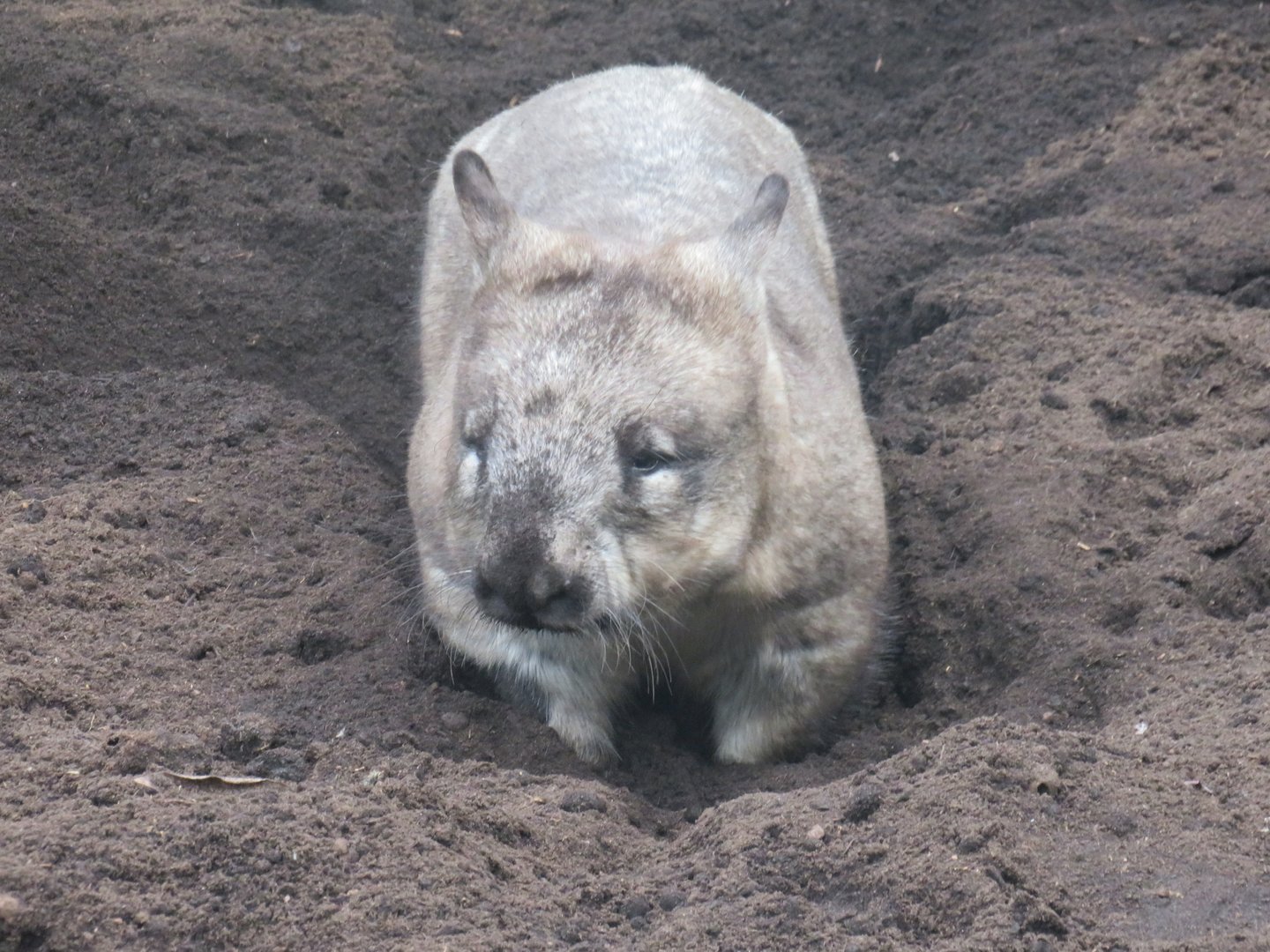 Southern hairy-nosed wombat
