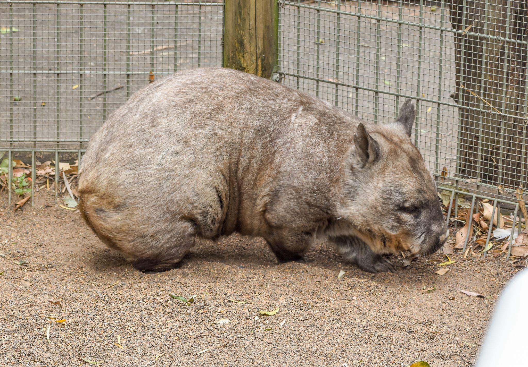 Southern Hairy-nosed Wombat