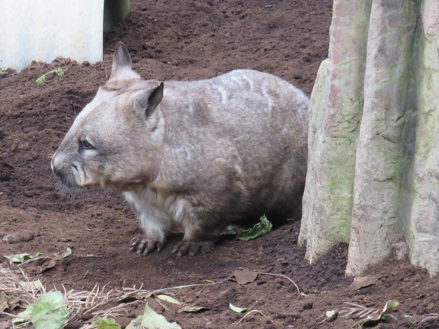 Southern hairy-nosed wombat