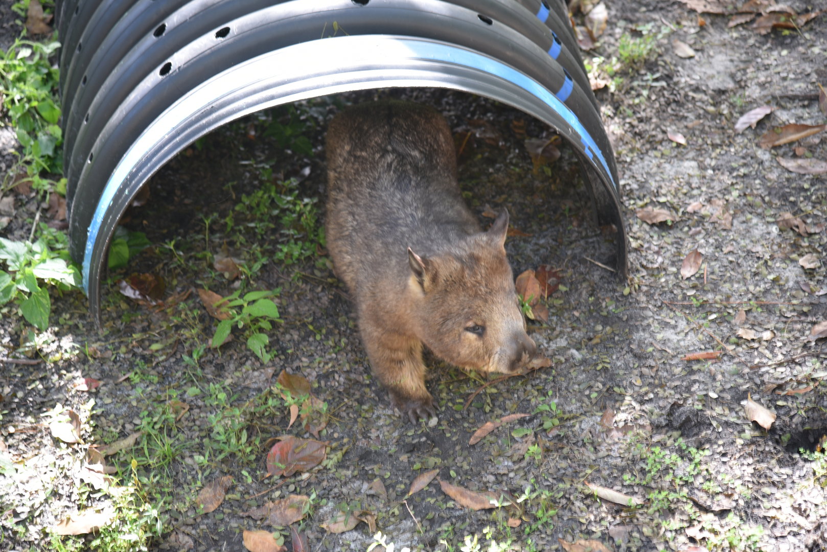 Southern Hairy-Nosed Wombat