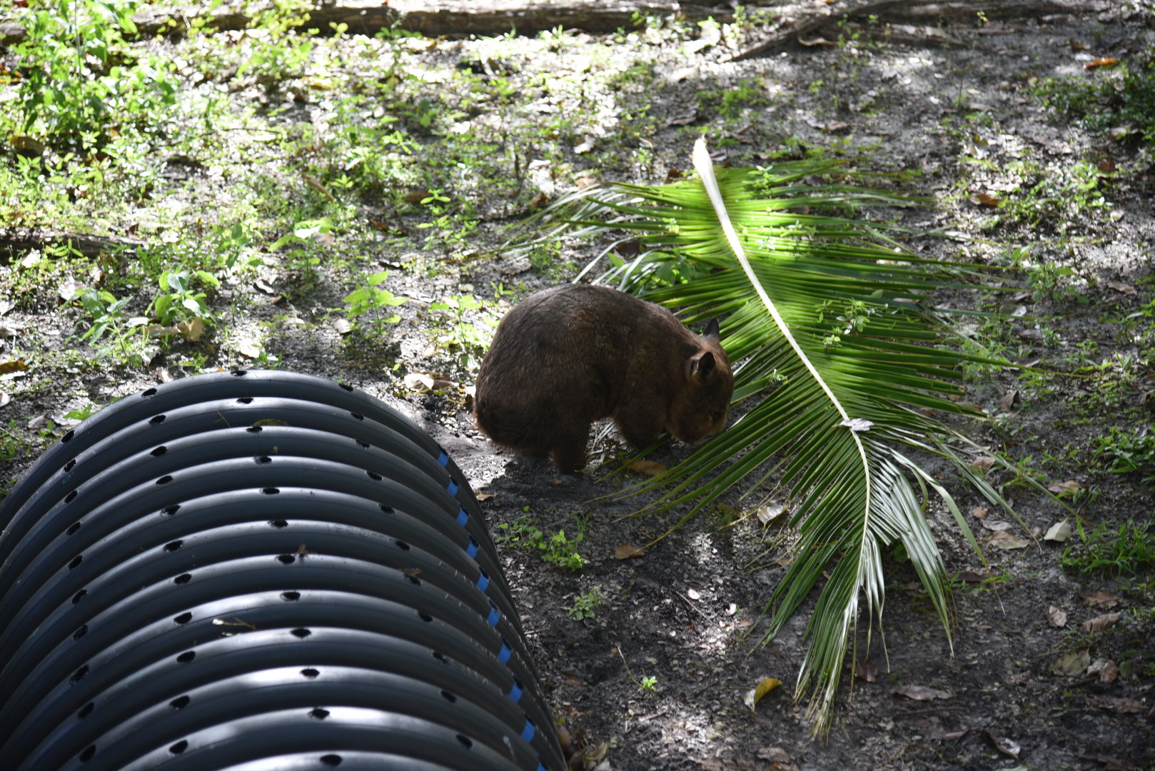 Southern Hairy-Nosed Wombat