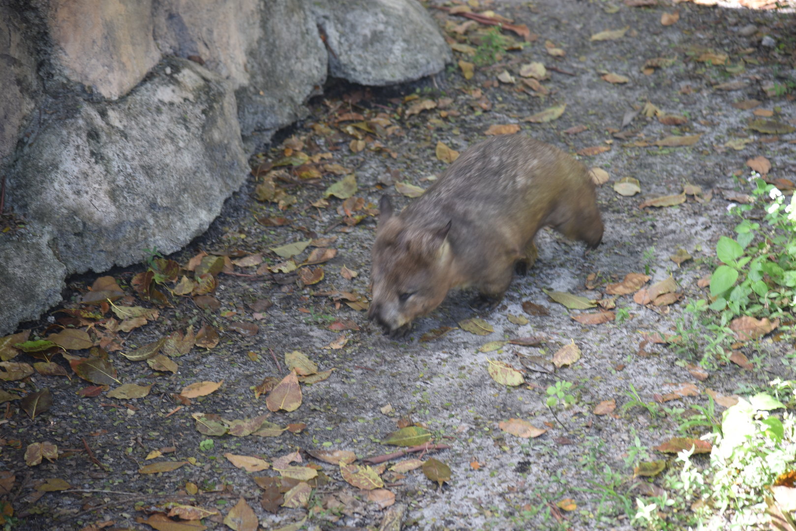 Southern Hairy-Nosed Wombat