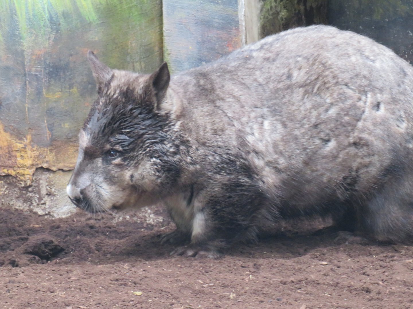 Southern hairy-nosed wombat