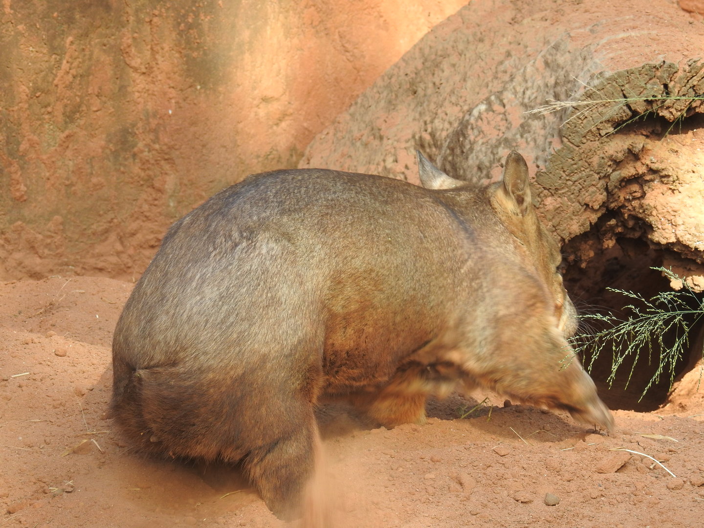Southern Hairy-Nosed Wombat
