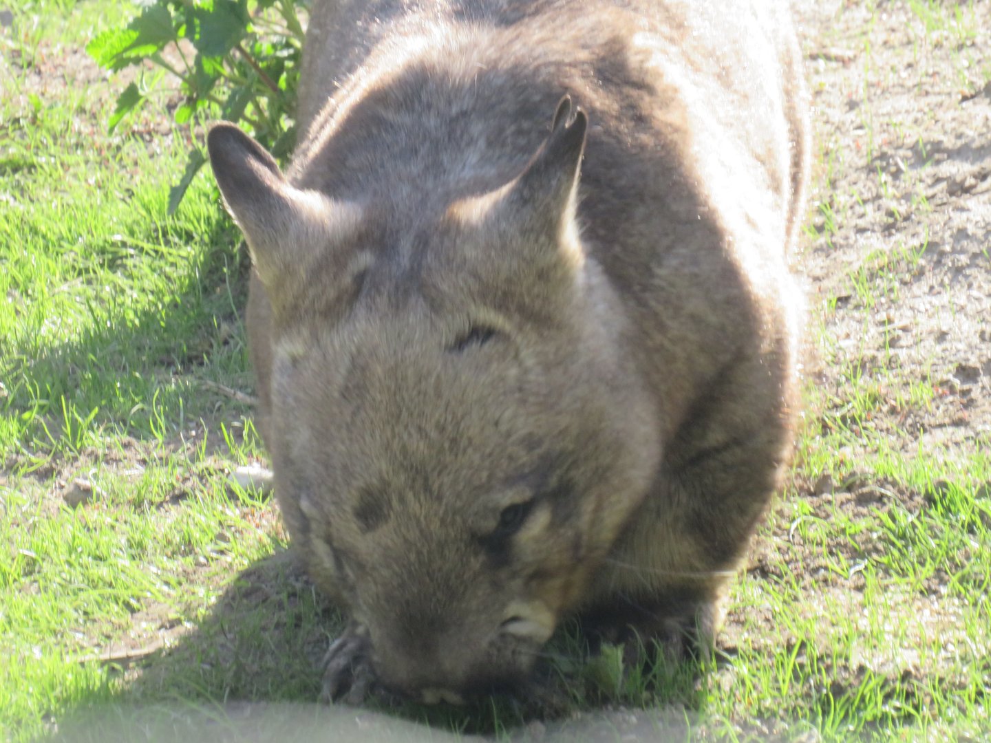 Southern hairy-nosed wombat
