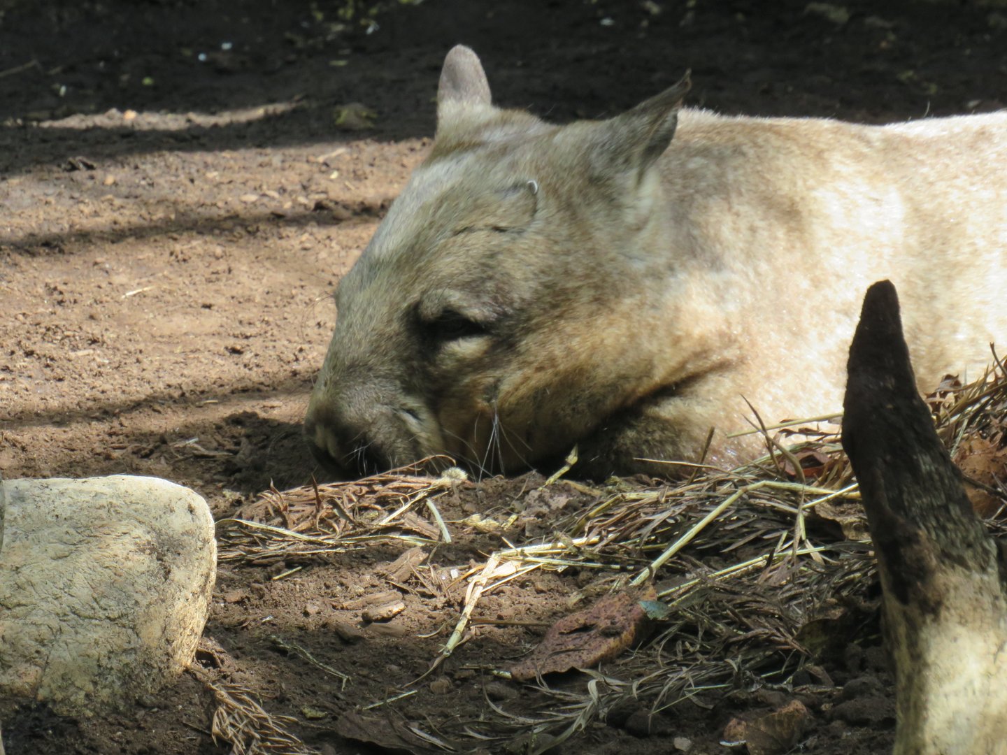 Southern hairy-nosed wombat