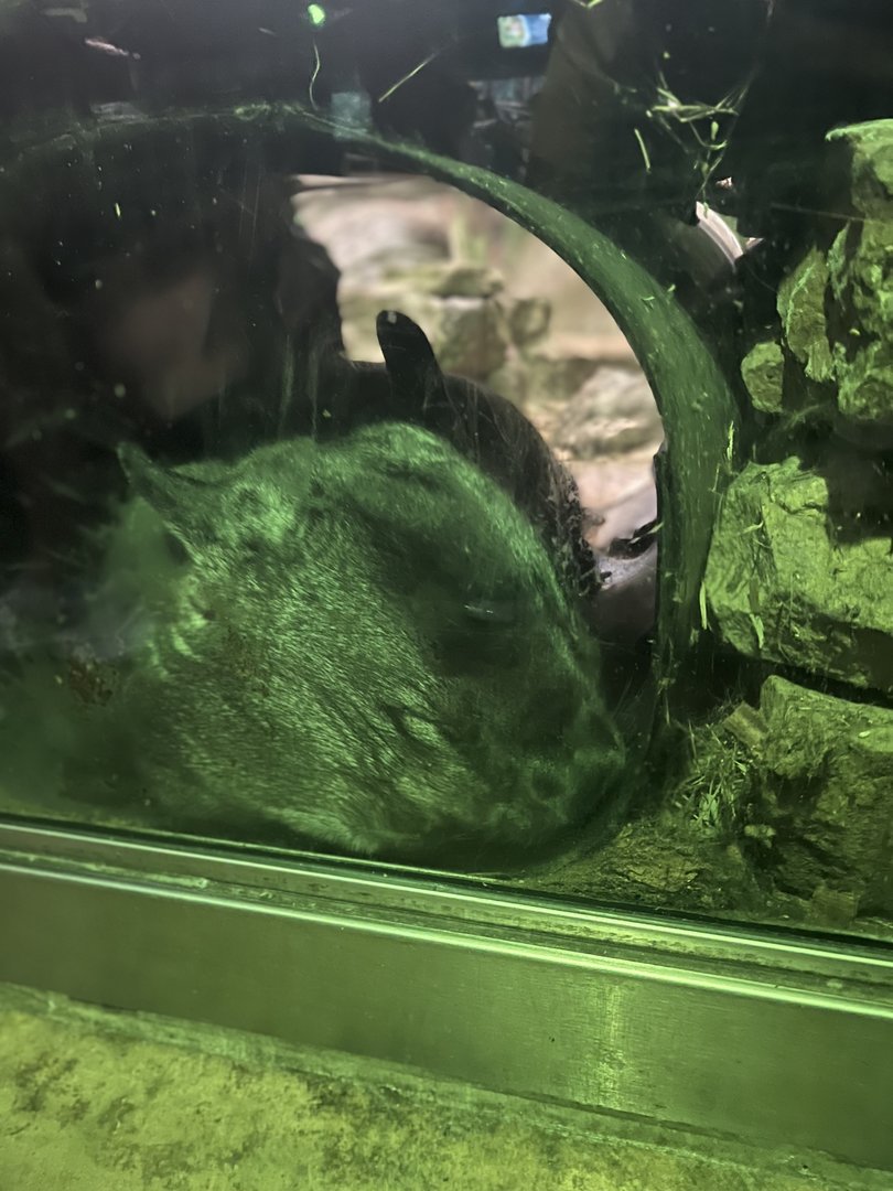 Southern hairy-nosed wombat