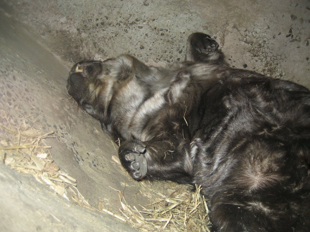 Southern Hairy-nosed Wombat