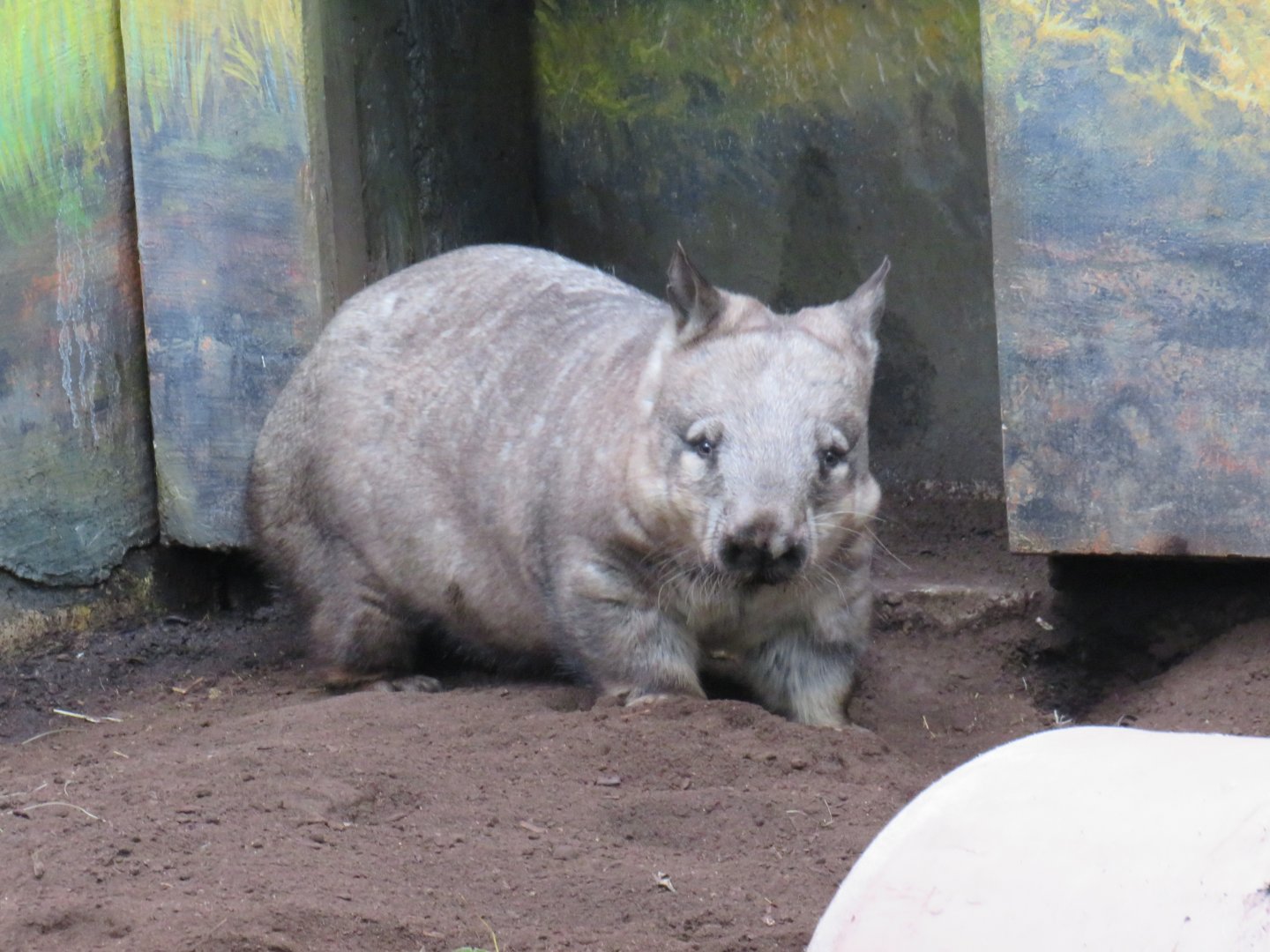 Southern hairy-nosed wombat