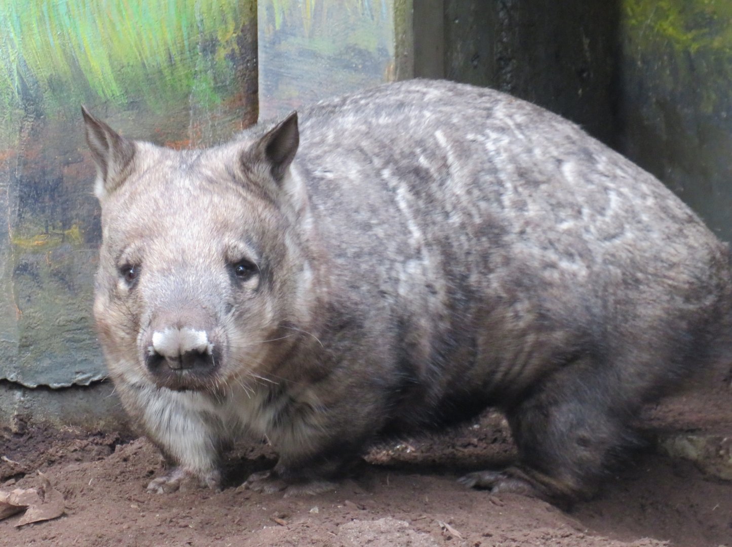 Southern hairy-nosed wombat