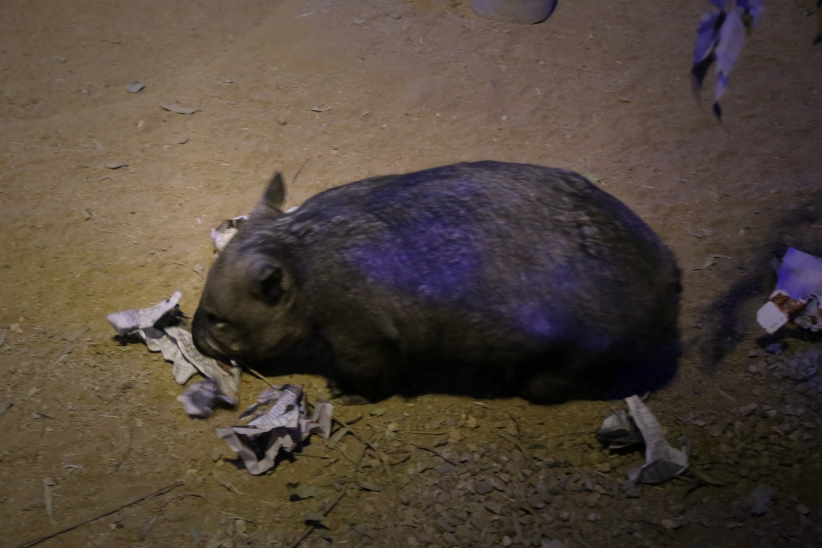 Southern Hairy-nosed Wombat