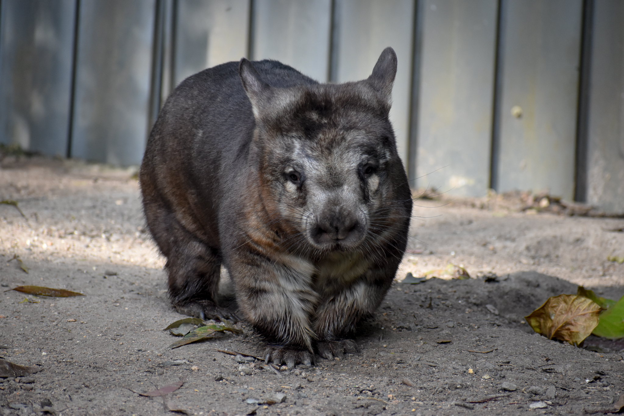 Southern Hairy-nosed Wombat