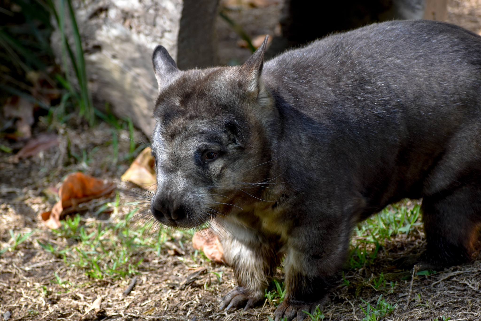 Southern Hairy-nosed Wombat