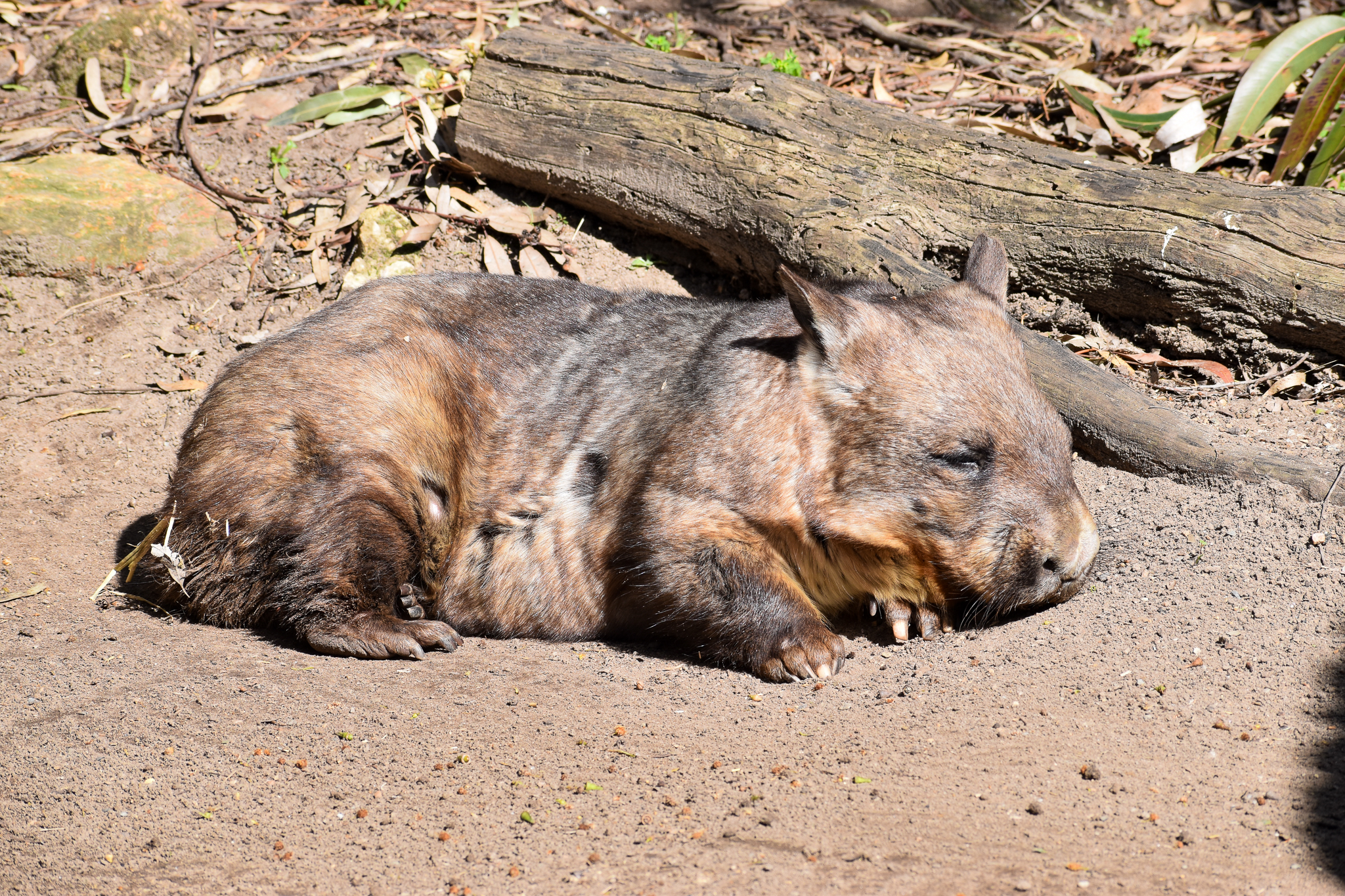 Southern Hairy-nosed Wombat
