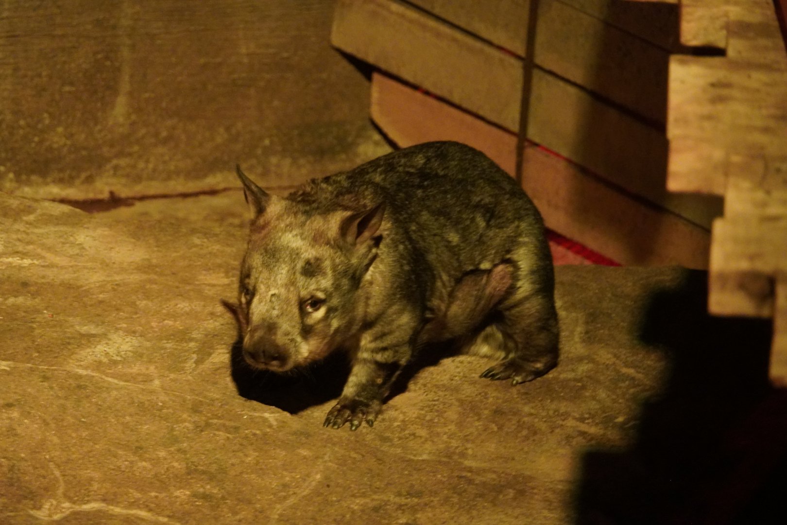 Southern Hairy Nosed Wombat