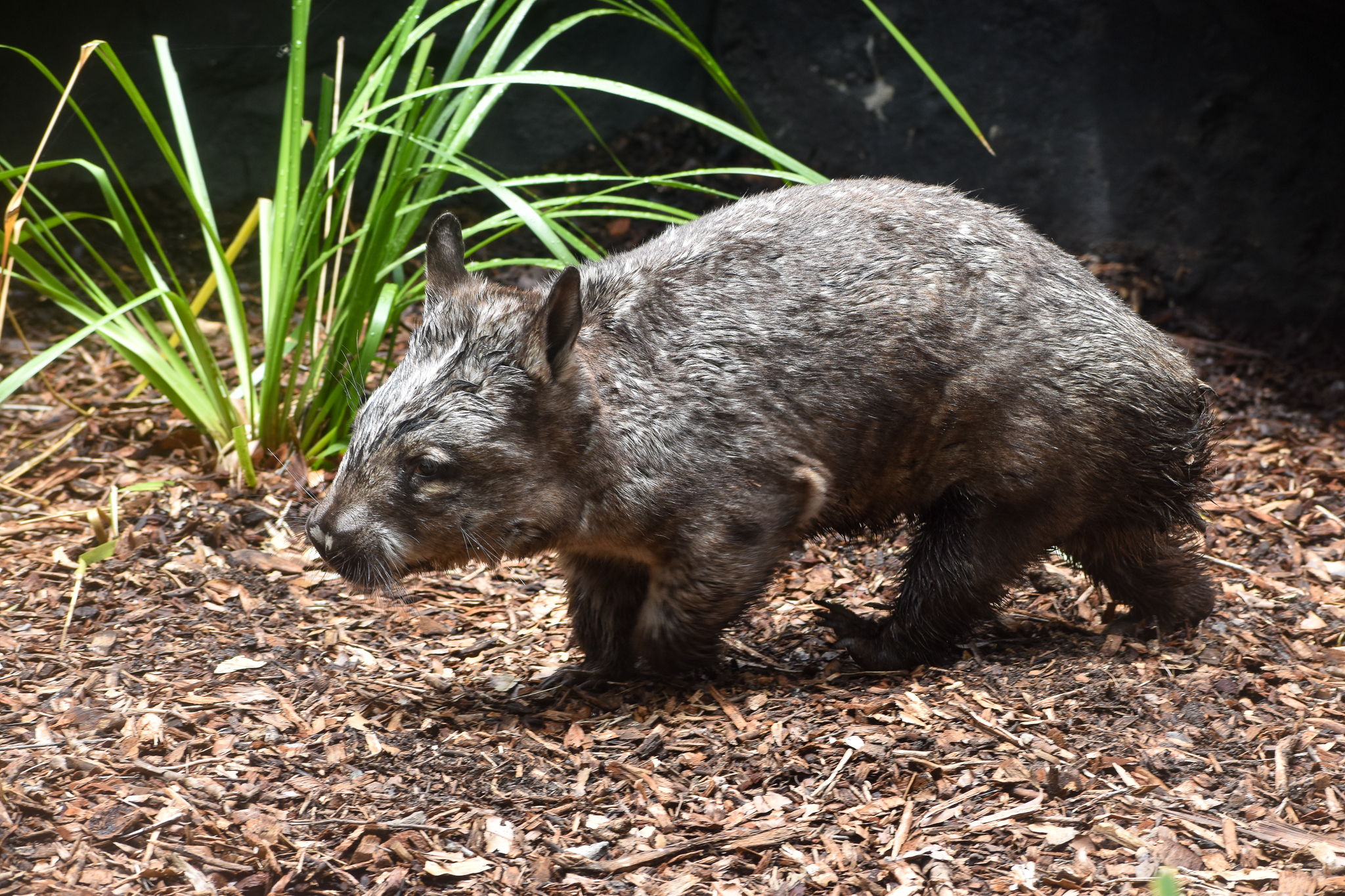Southern Hairy-nosed Wombat